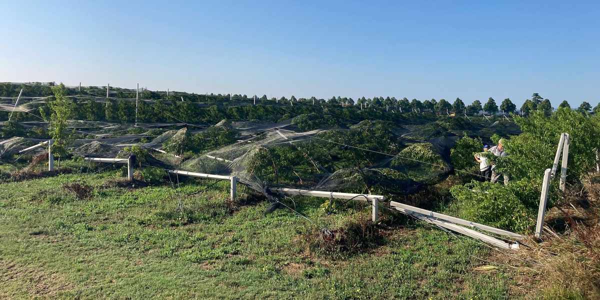 Impianto divelto pagina Facebook Gaddoni Azienda Agricola